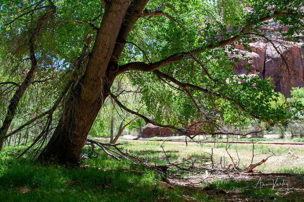 Asymmetry of Shade