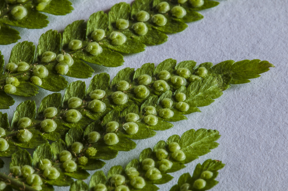 Backside of Fern Leaves