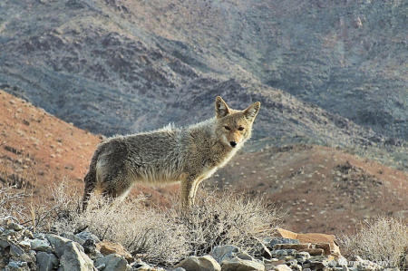 Death Valley Coyote