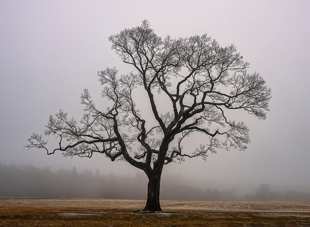 Foggy Morning 2