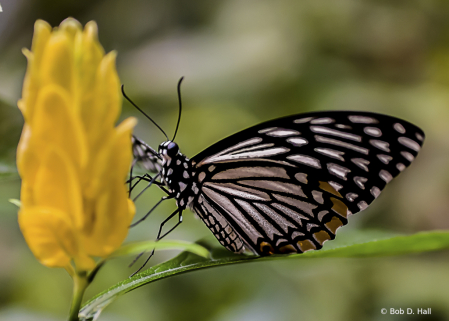 Paper Kite Delight