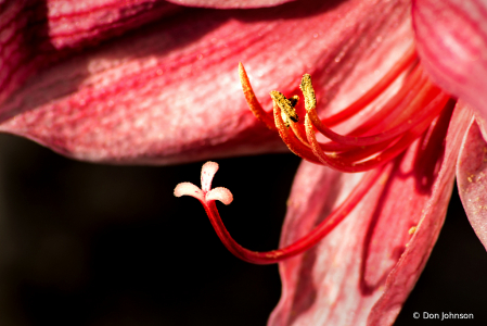 Macro Amaryllis 2-24-20 125