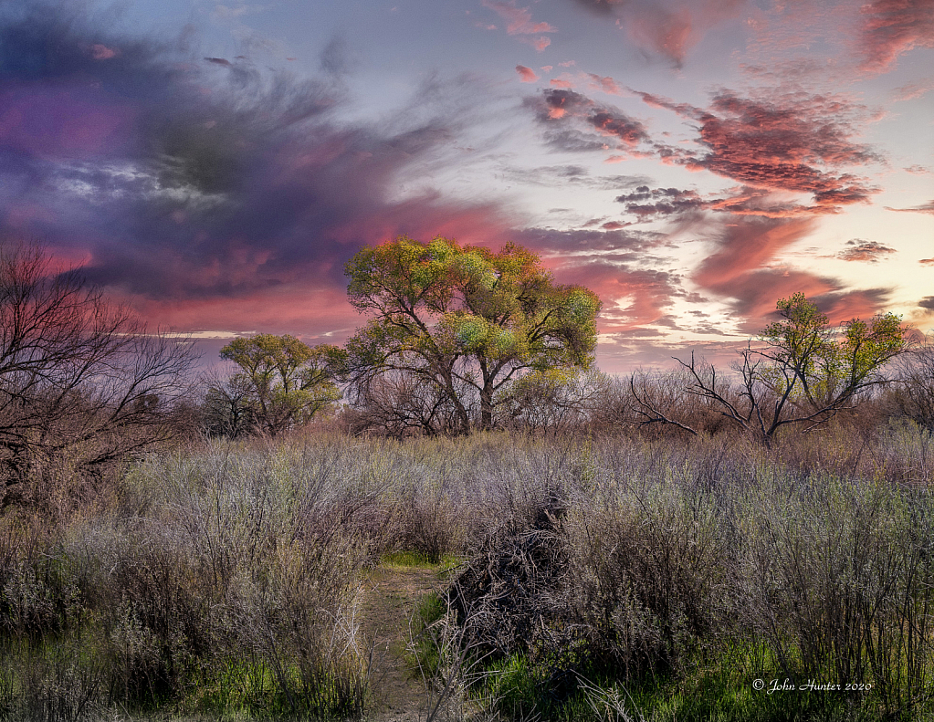 Coon Bluff Sunset Trees - ID: 15801370 © John E. Hunter