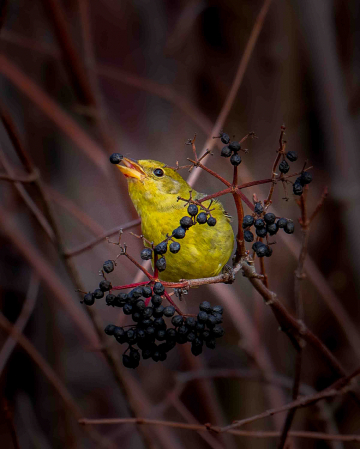 Misplaced Western Tanager