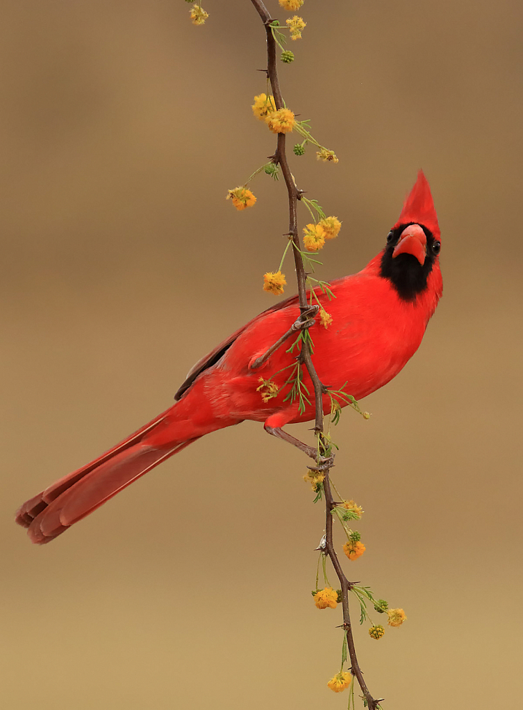 Cardinal