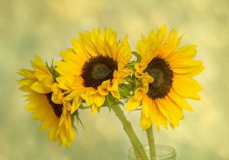 Three Sunny Smiles