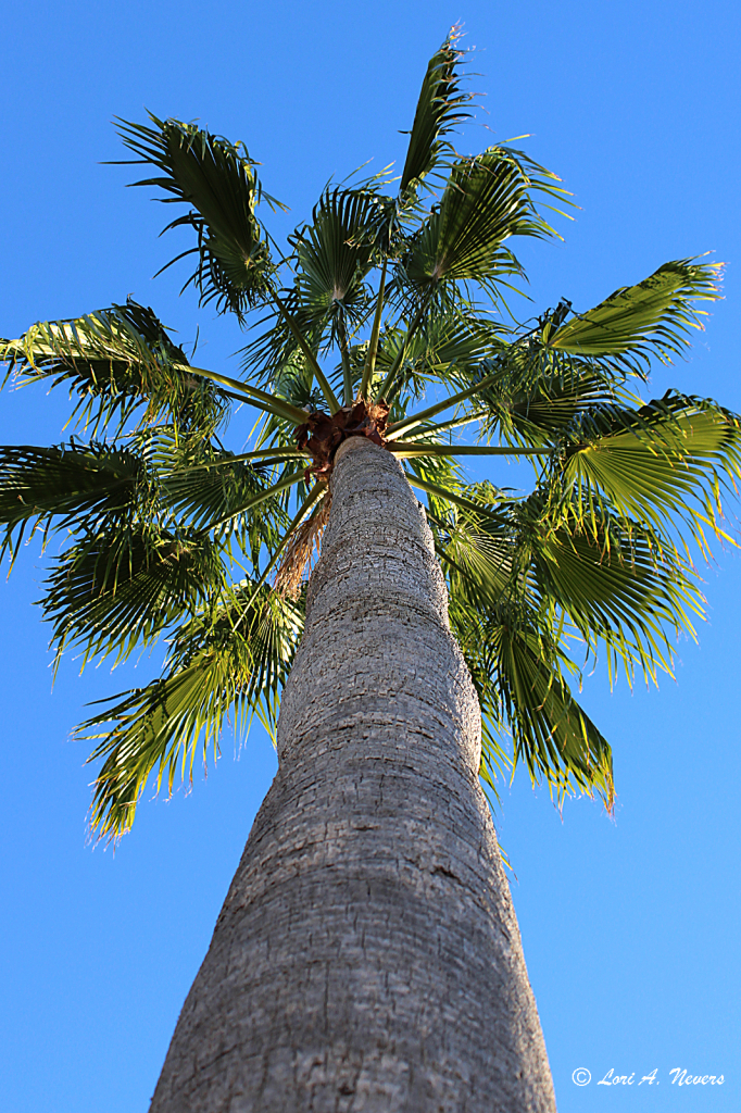 Under a Palm Tree 2 - ID: 15802292 © Lori A. Nevers