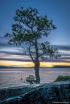 Ponderosa Pine