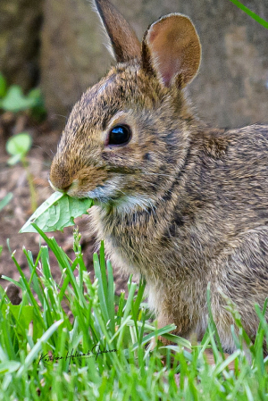 Hungry Bunny!