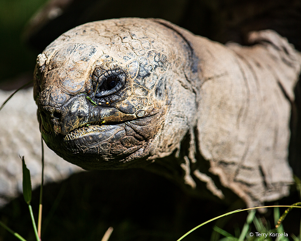 Portrait Aldabra Tortoise
