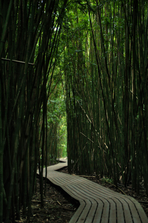 Deep in the Bamboo Forest