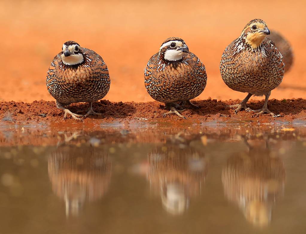 Quail Reflection