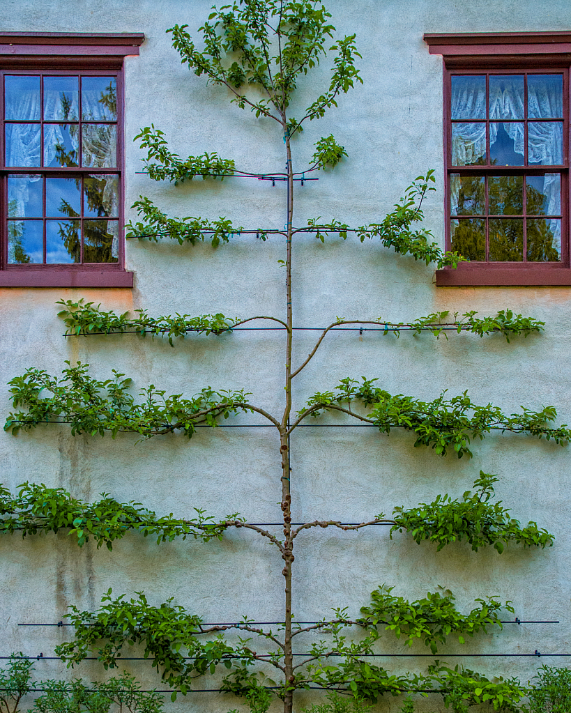 Wall Tree