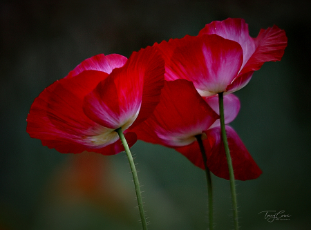 Poppies