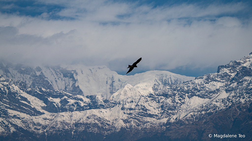 Eagle at Himalayan Mountain Range