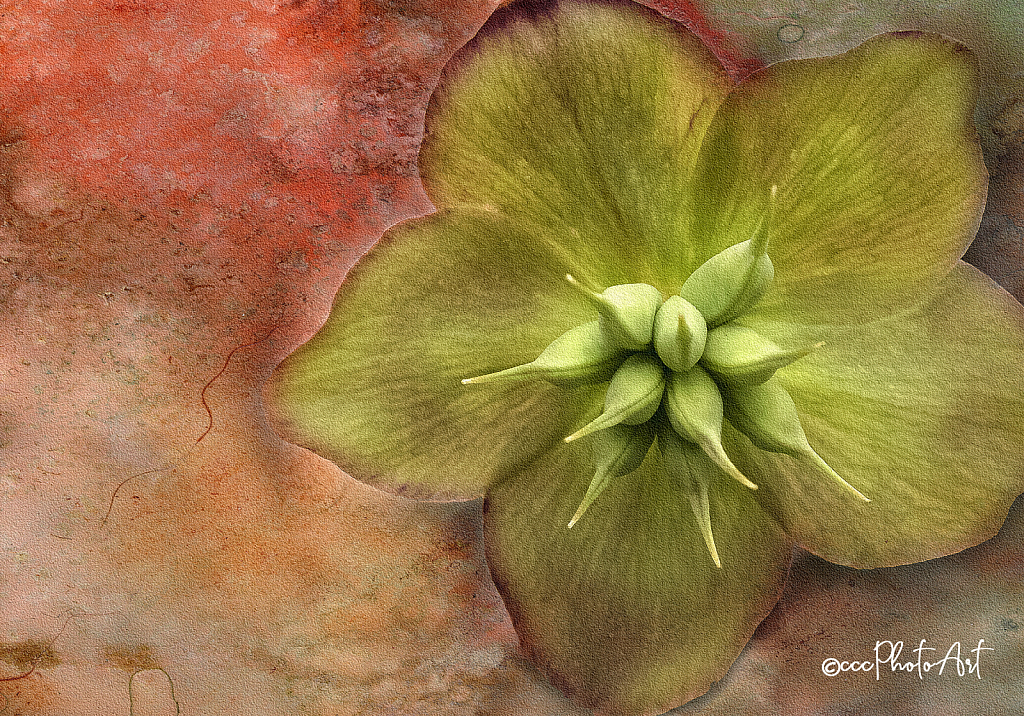 Corsage Hellebore - ID: 15802857 © Candice C. Calhoun