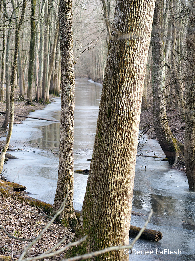 Trees