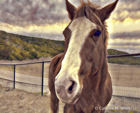 Equine Beauty