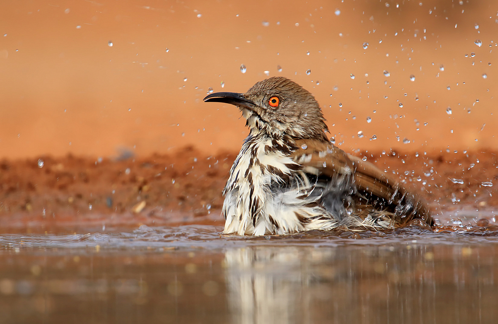 Curved Bill Thrasher Bathing