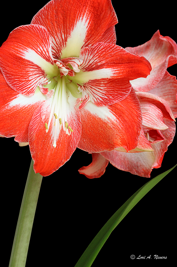 Stargazer Amaryllis 2