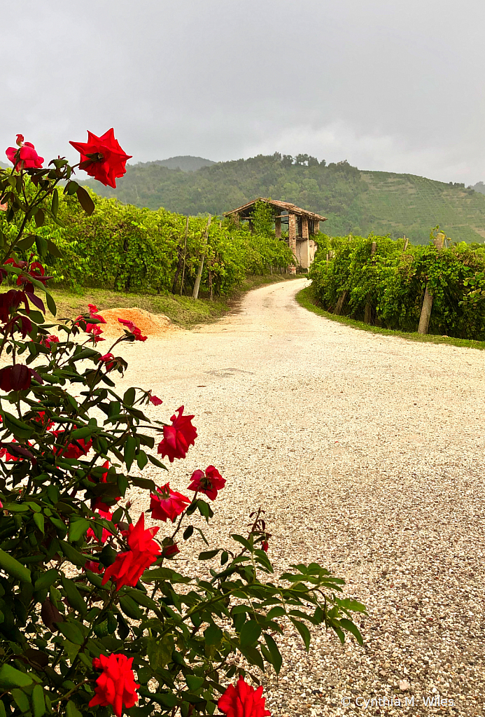Italian Vineyard Road