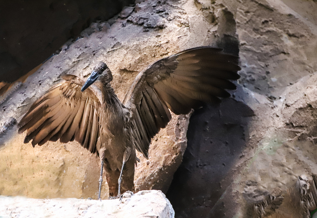 Hammerkop