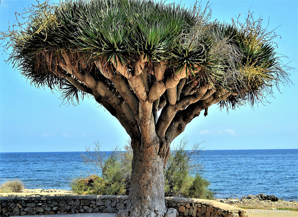 A Tree with a Differance