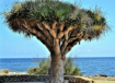 A Tree with a Dif...
