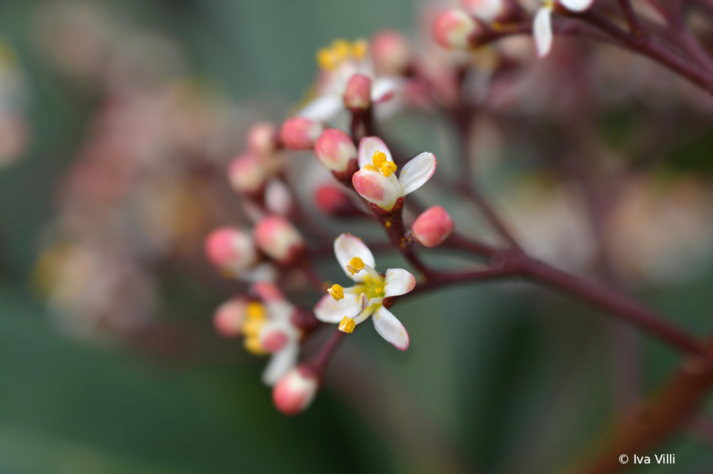 Skimmia japonica