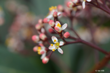 Skimmia japonica