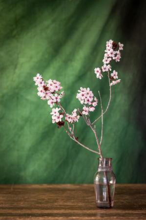 Spring Blossoms