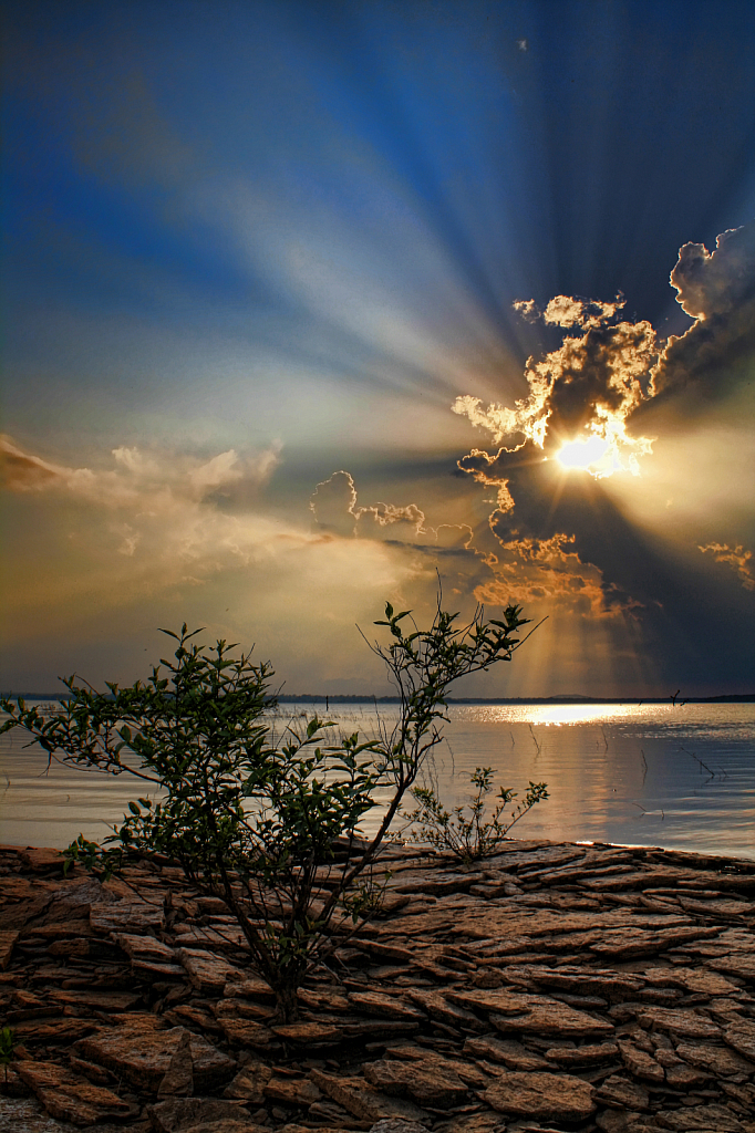 Lonely Tree At Sunrise