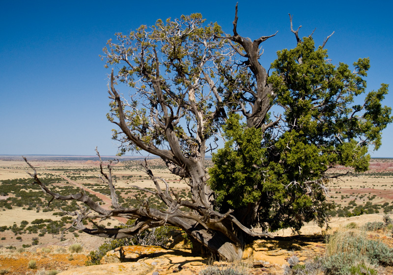 High Desert Pine