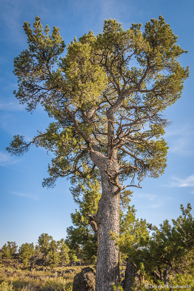 Limber Pine