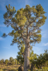 Limber Pine