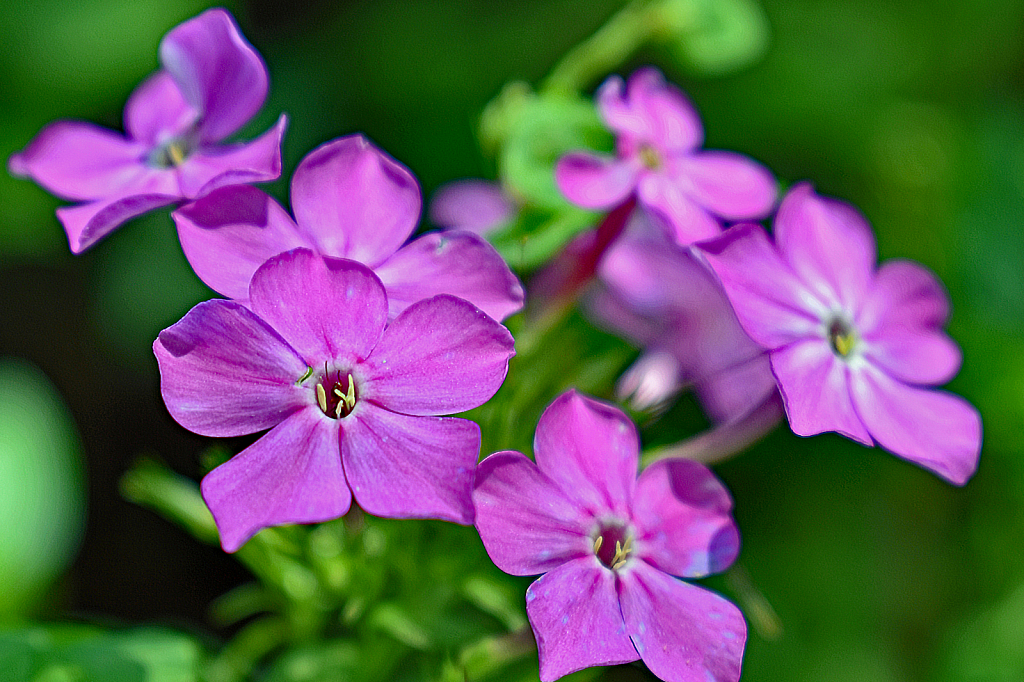 Phlox