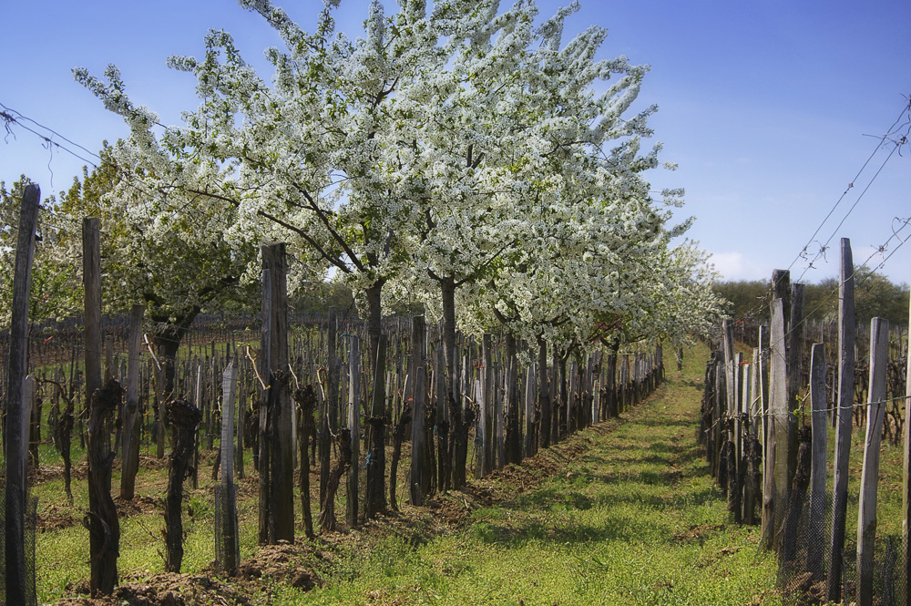 Spring in the Vineyard