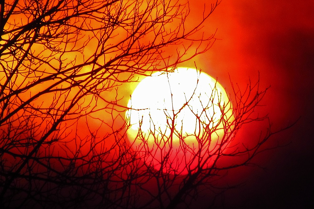 Treetop Sunset