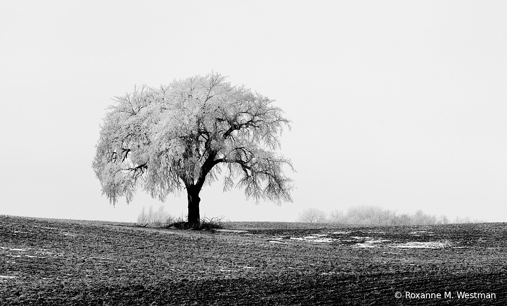 Lone tree in hoarfrost