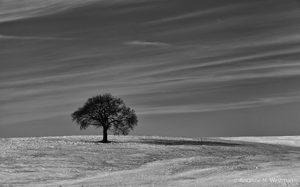 Lone tree on I94 - ID: 15806914 © Roxanne M. Westman