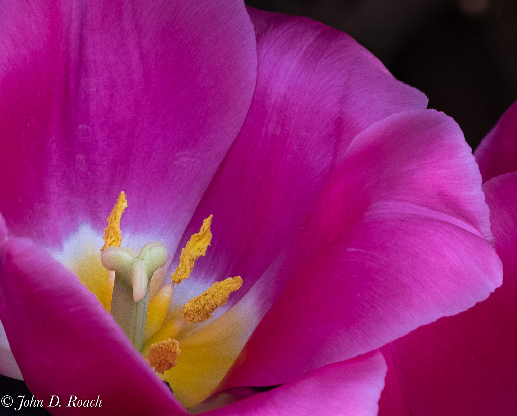 Tulip - ID: 15805447 © John D. Roach