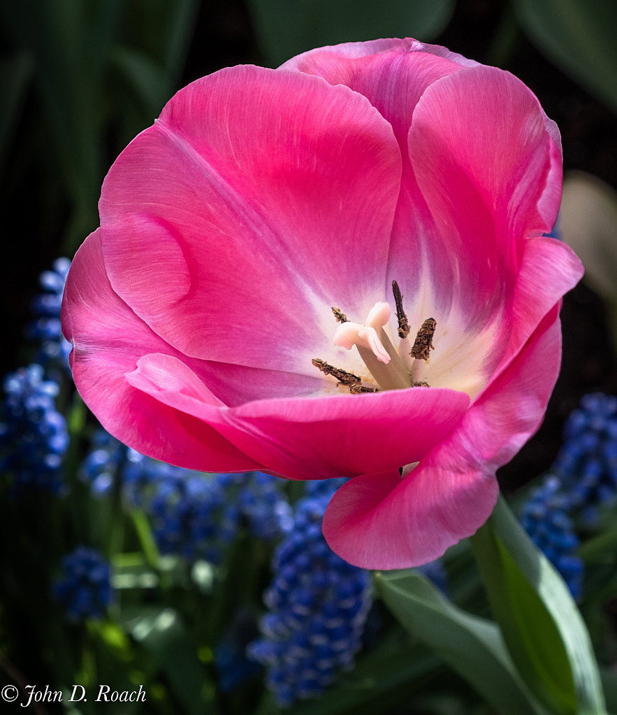 Tulip - ID: 15805448 © John D. Roach