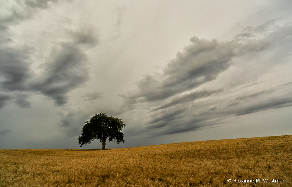 Out in the wheat field