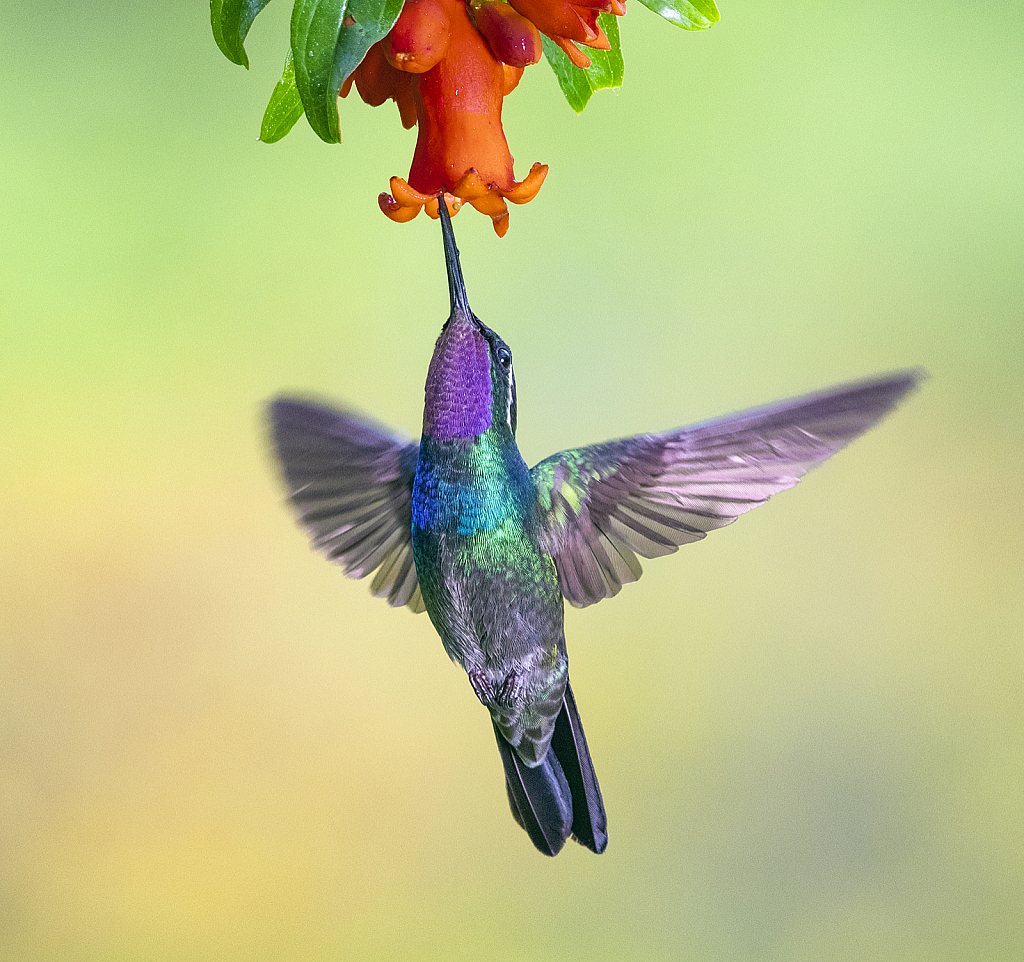 Hummingbird