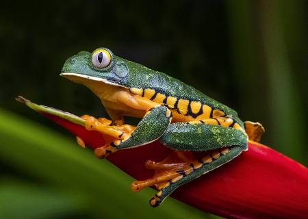 Barred leaf frog