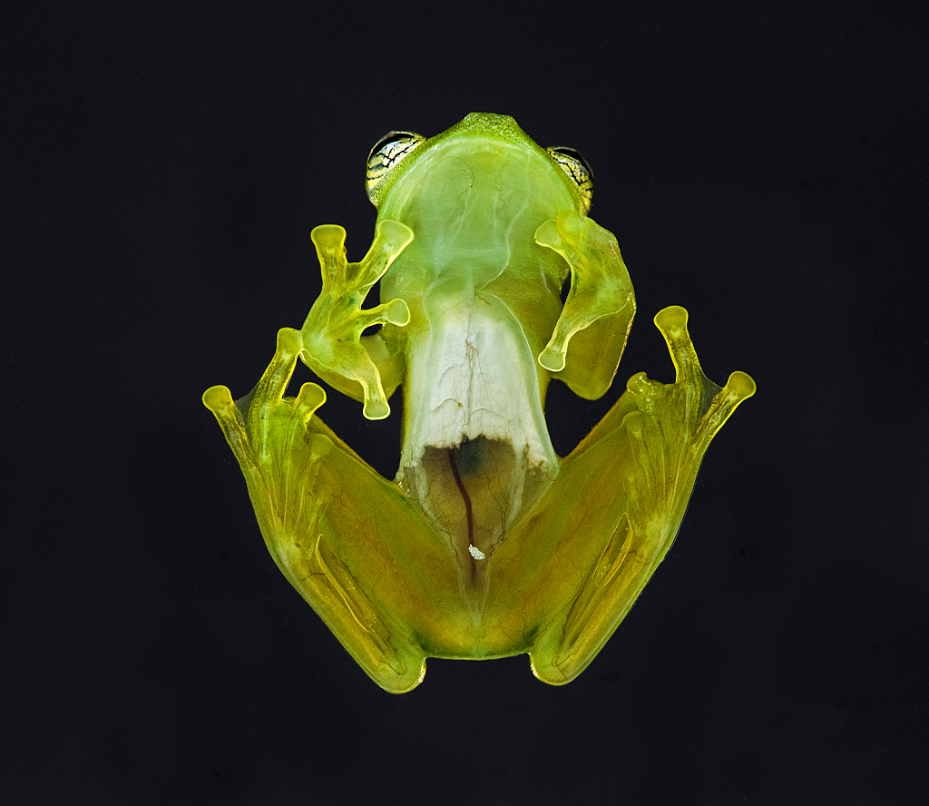 Glass frog