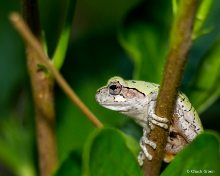 Smiley Toad