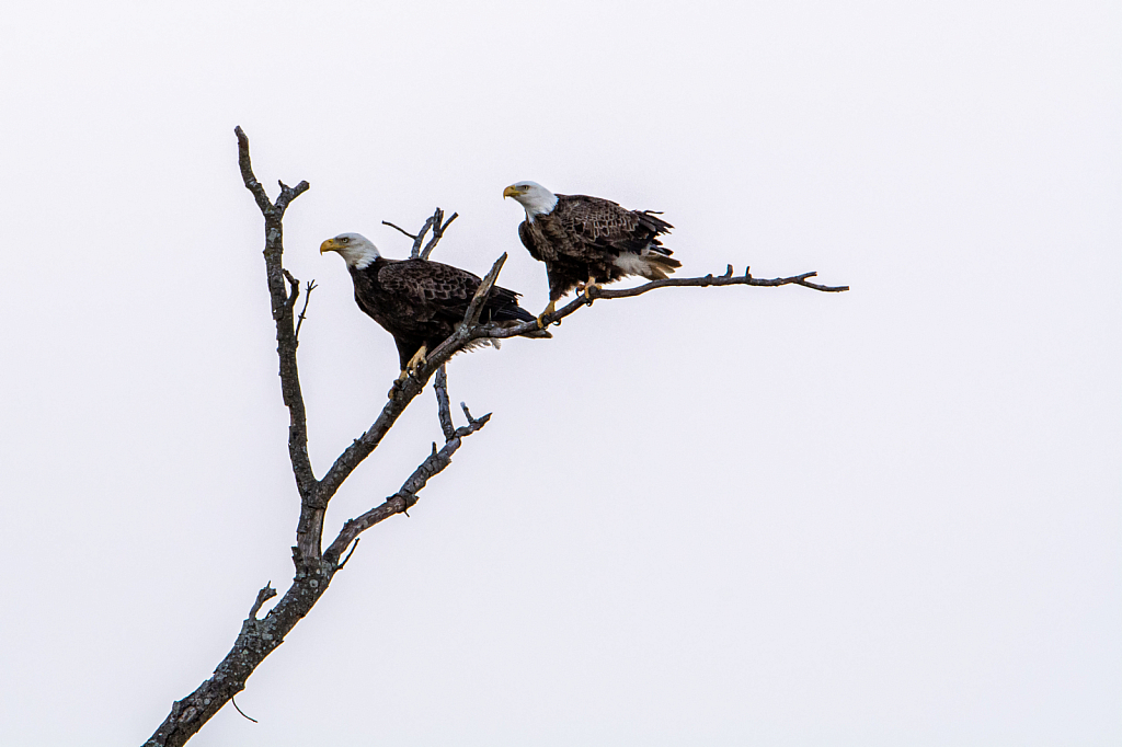 The Look Out Tree