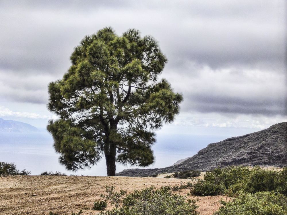 Single Tree on the Mountain