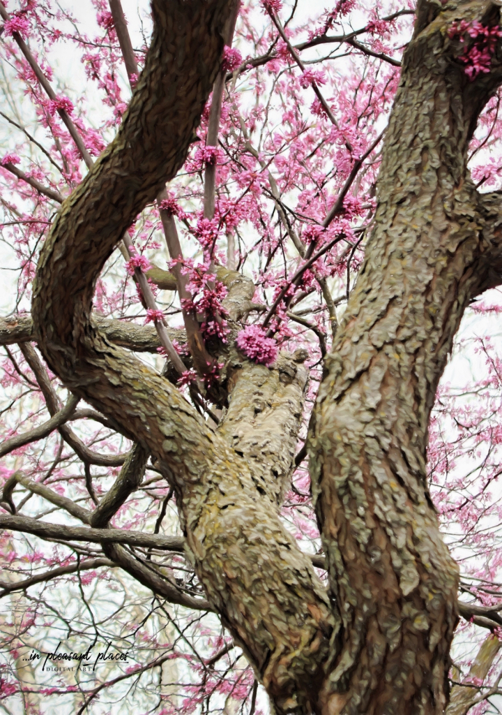 Spring Bonnet